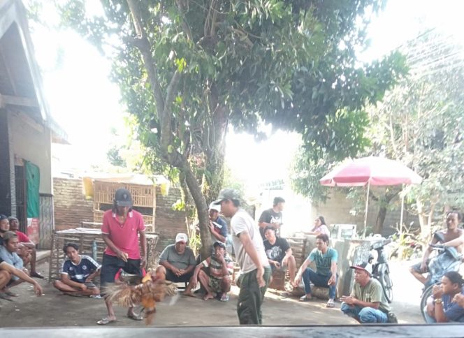 
 SABUNG AYAM di Desa Kebondalem Bareng Resahkan Warga